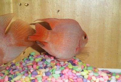 觀賞魚平平(平平魚的飼養(yǎng)技巧) 龍年龍魚 第4張 觀賞魚平平(平平魚的飼養(yǎng)技巧) 觀賞魚平平(平平魚的飼養(yǎng)技巧) 龍年龍魚 第4張