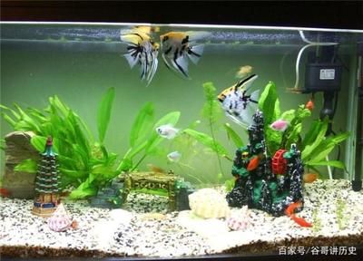 畫魚缸的簡筆畫圖片（畫魚缸的簡筆畫圖片）