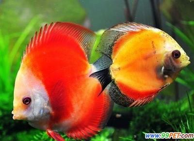 好養的觀賞魚種類（新手養護觀賞魚的起源與演變探索觀賞魚的起源與演變）