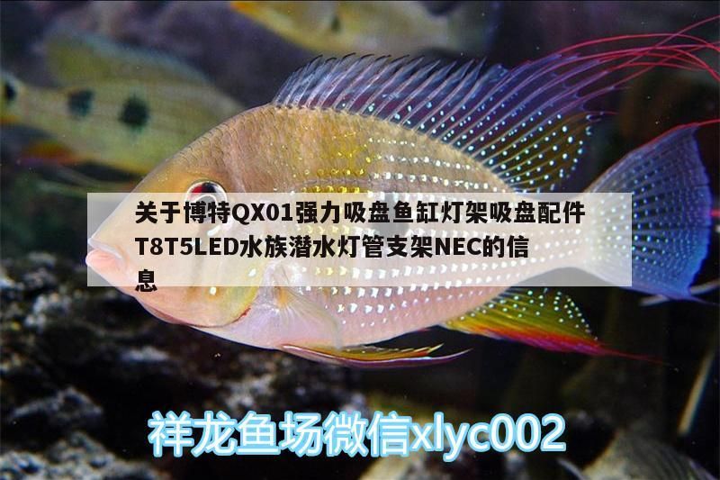 關(guān)于博特QX01強(qiáng)力吸盤魚缸燈架吸盤配件T8T5LED水族潛水燈管支架NEC的信息