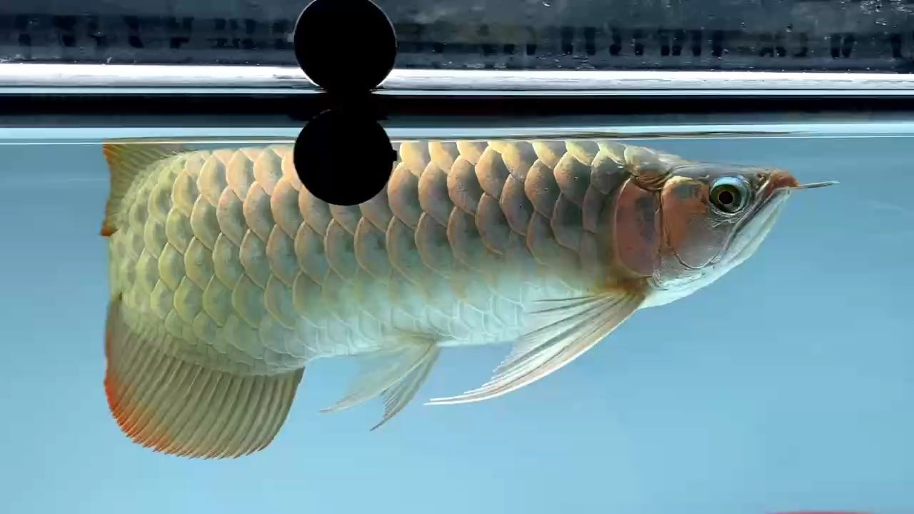 比較少見的戰車大湖紅龍（祥瑞九天評論：紅旗飄啊飄啊飄啊飄啊飄啊飄啊飄啊飄啊）