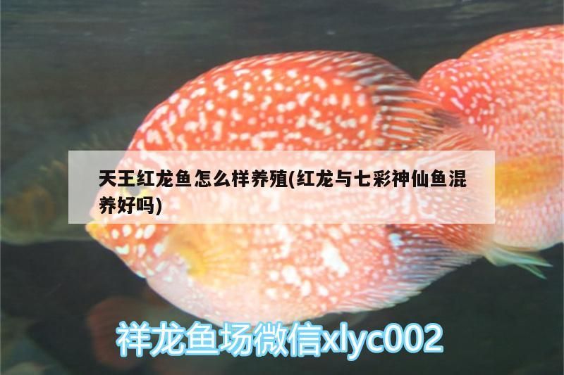 詳細(xì)閱讀:天王紅龍魚怎么樣養(yǎng)殖(紅龍與七彩神仙魚混養(yǎng)好嗎) 天王紅龍魚怎么樣養(yǎng)殖(紅龍與七彩神仙魚混養(yǎng)好嗎)