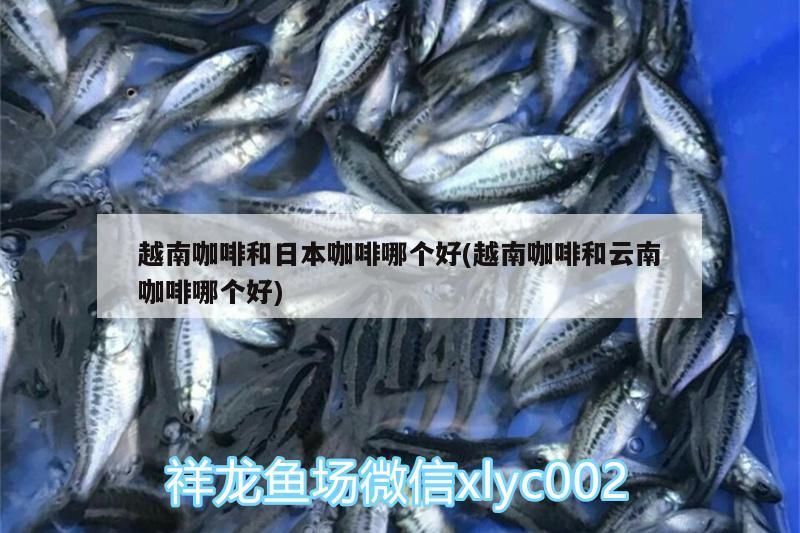 越南咖啡和日本咖啡哪個好(越南咖啡和云南咖啡哪個好)