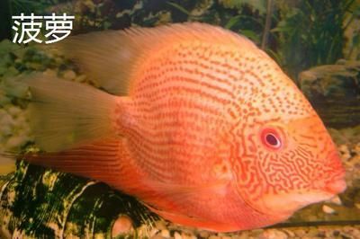 奧利諾三間魚（奧利諾三間魚與皇冠三間魚的飼養技巧奧利諾三間魚的飼養技巧）