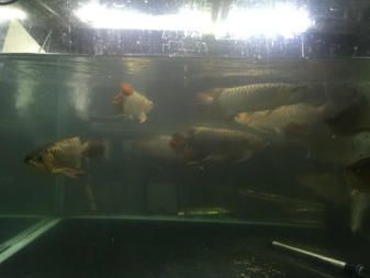 孟吉爾萬吉和f1的區別：孟吉爾萬吉和f1是兩種不同品牌的紅龍魚之間的主要區別