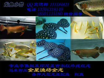孟吉爾萬吉和f1的區別：孟吉爾萬吉和f1是兩種不同品牌的紅龍魚之間的主要區別