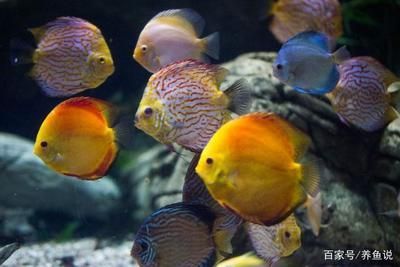 北方觀賞魚的種類（北方地區的觀賞魚種類） 北方觀賞魚的種類（北方地區的觀賞魚種類） 仟湖 第1張