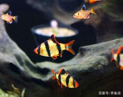 北方觀賞魚的種類（北方地區的觀賞魚種類） 北方觀賞魚的種類（北方地區的觀賞魚種類） 仟湖 第3張