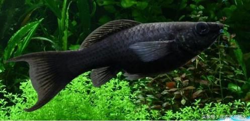北方觀賞魚的種類（北方地區的觀賞魚種類） 北方觀賞魚的種類（北方地區的觀賞魚種類） 仟湖 第4張