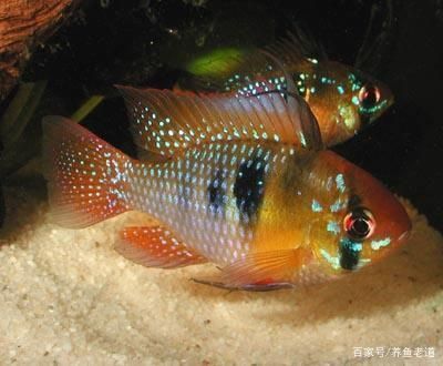 詳細(xì)閱讀:龍魚魟魚七彩混養(yǎng)視頻:龍魚魟魚七彩混養(yǎng)視頻龍魚魟魚七彩混養(yǎng)視頻 龍魚魟魚七彩混養(yǎng)視頻:龍魚魟魚七彩混養(yǎng)視頻龍魚魟魚七彩混養(yǎng)視頻