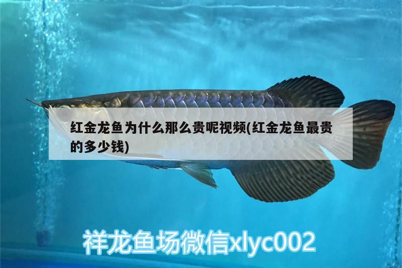 魚缸爆裂怎么辦視頻（ 魚缸爆裂前兆）