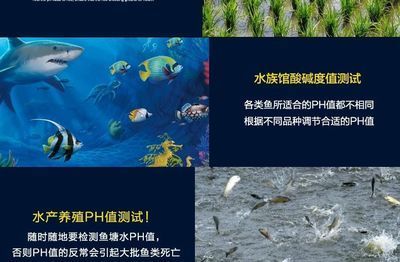 水族館文章：<strong><mark>上海</mark></strong>海洋水族館