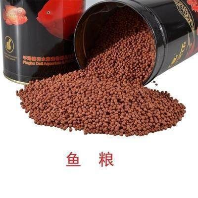 如何選擇高質量的魚糧，觀賞魚專用魚糧品牌推薦