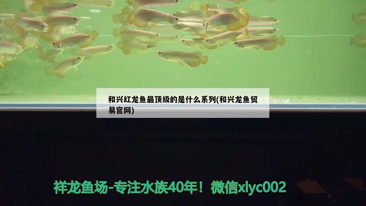 和興紅龍魚最頂級的是什么系列(和興龍魚貿易官網)