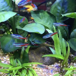 黑色熱帶觀賞魚胖頭（沒有直接提到“胖頭”與黑色熱帶觀賞魚之間的關聯）