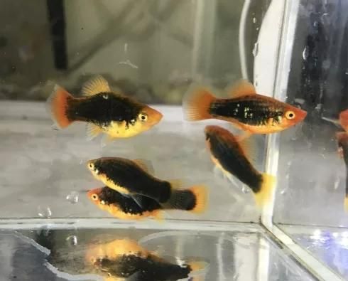 黑色熱帶觀賞魚胖頭（沒有直接提到“胖頭”與黑色熱帶觀賞魚之間的關聯）