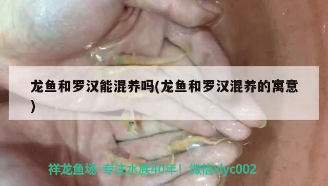 龍魚和羅漢能混養(yǎng)嗎(龍魚和羅漢混養(yǎng)的寓意)