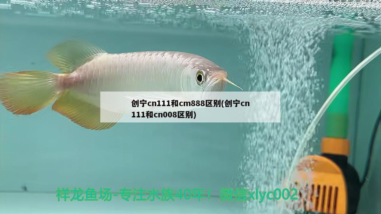 創寧cn111和cm888區別(創寧cn111和cn008區別)