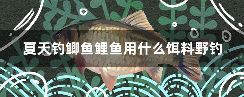 紅龍魚喂什么小魚好看：紅龍魚發色最佳飼料,紅龍魚適宜水溫范圍,紅龍魚腸胃保健方法