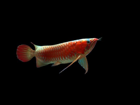 龍魚在印尼多少錢，印尼龍魚在印尼的價格因大小、顏色和健康狀況而異