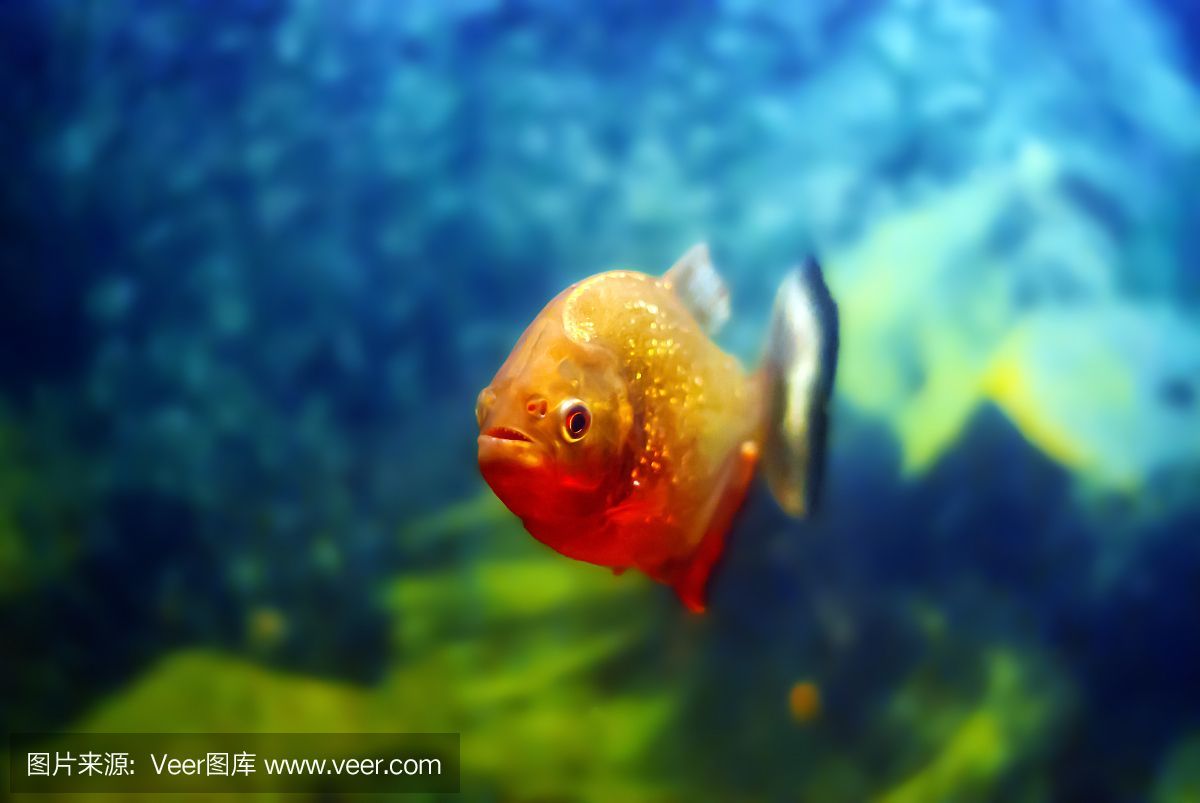 虎魚用啥背景好看：虎魚的飼養背景選擇