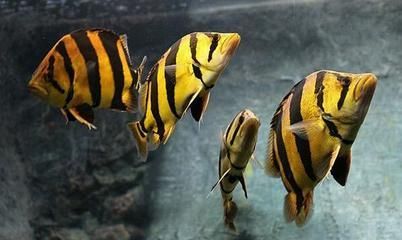 虎魚用啥背景好看：虎魚的飼養背景選擇