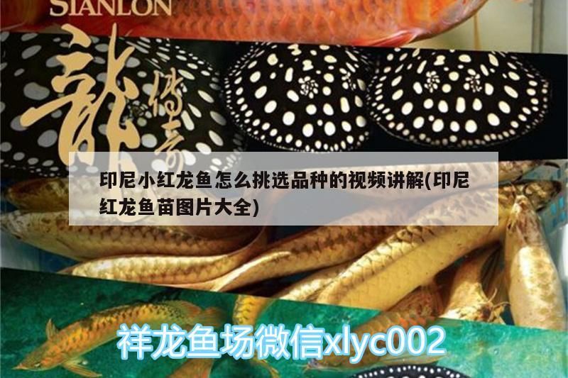 印尼小紅龍魚怎么挑選品種的視頻講解(印尼紅龍魚苗圖片大全)