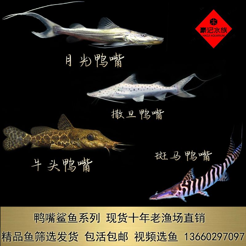 拉薩魚(yú)缸定做店電話多少號(hào)：拉薩哪里有賣(mài)魚(yú)缸的