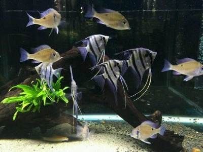 高端觀賞魚繁殖（關于高端觀賞魚繁殖的技巧和注意事項）