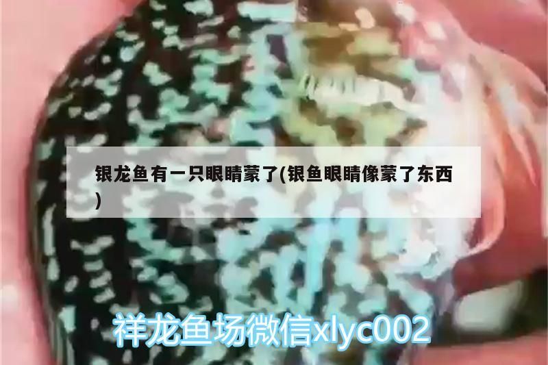 銀龍魚有一只眼睛蒙了(銀魚眼睛像蒙了東西)