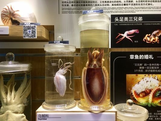 水族館招牌內(nèi)容（關(guān)于水族館招牌設(shè)計）
