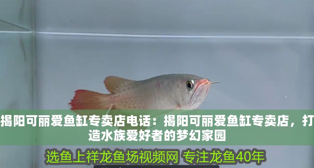 揭陽可麗愛魚缸專賣店電話：揭陽可麗愛魚缸專賣店，打造水族愛好者的夢幻家園