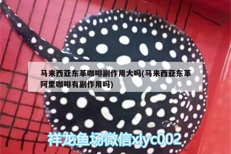馬來(lái)西亞東革咖啡副作用大嗎(馬來(lái)西亞東革阿里咖啡有副作用嗎)