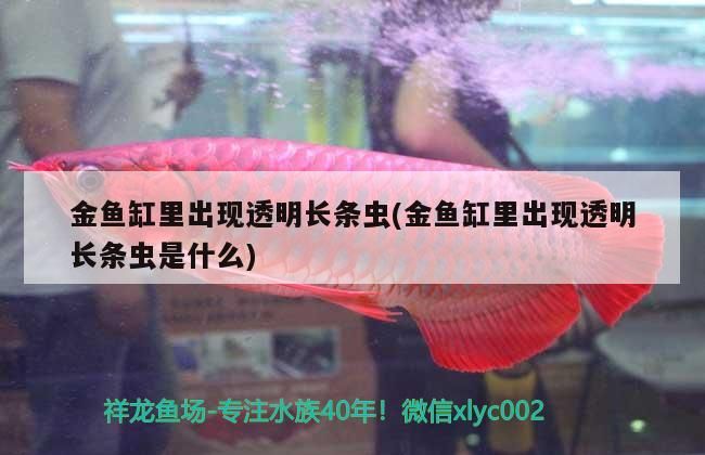 金魚缸里出現透明長條蟲(金魚缸里出現透明長條蟲是什么)