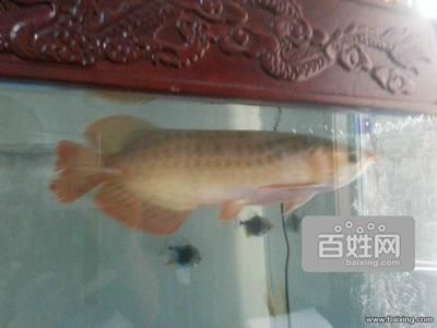 孟吉爾紅龍怎么樣好養嗎：孟吉爾紅龍怎么樣好養嗎孟吉爾紅龍怎么樣好養嗎