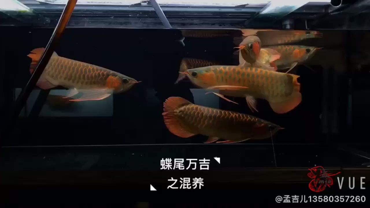 柳州水族館孟吉爾廣州孟吉爾持魚 柳州水族館孟吉爾廣州孟吉爾持魚 廣州孟吉爾 第2張