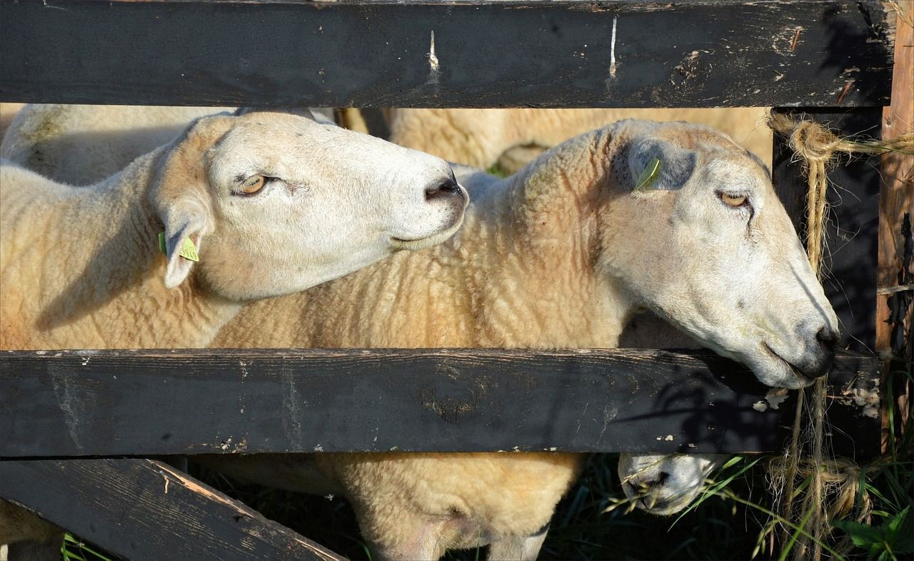 和興龍魚貿易官網電話(和興龍魚中國旗艦店電話)