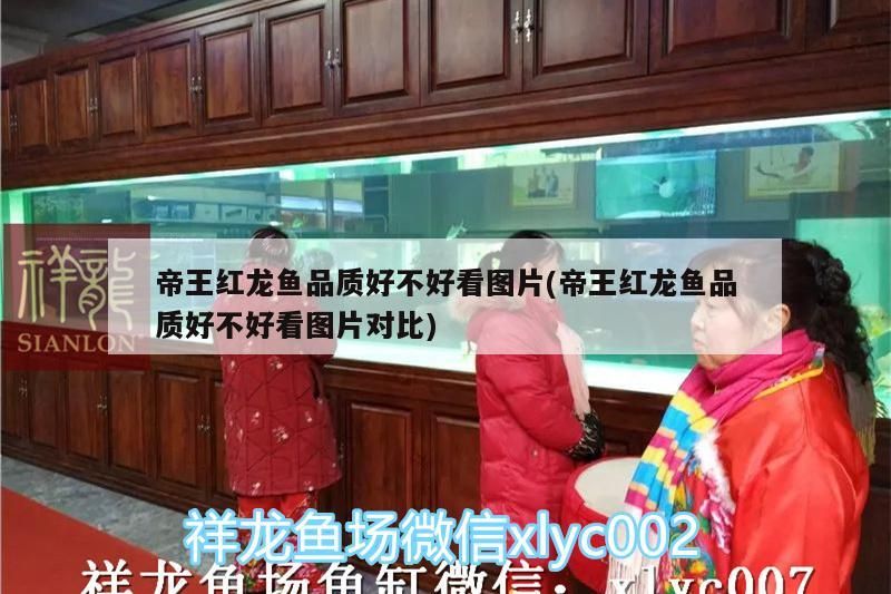 魚缸用增氧泵價格是多少:魚缸增氧機-xtrac增氧機-xtrac增氧機 帝王紅龍魚品質好不好看圖片(帝王紅龍魚品質好不好看圖片對比) 黃金貓魚百科 帝王紅龍魚品質好不好看圖片(帝王紅龍魚品質好不好看圖片對比) 帝王紅龍魚品質好不好看圖片(帝王紅龍魚品質好不好看圖片對比) 黃金貓魚百科