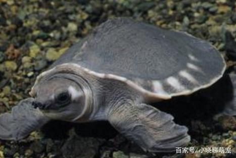 豬鼻龜有病要怎么治療：豬鼻龜生病了怎么辦