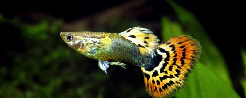 孔雀魚一個月不喂食會不會死喂食要注意什么