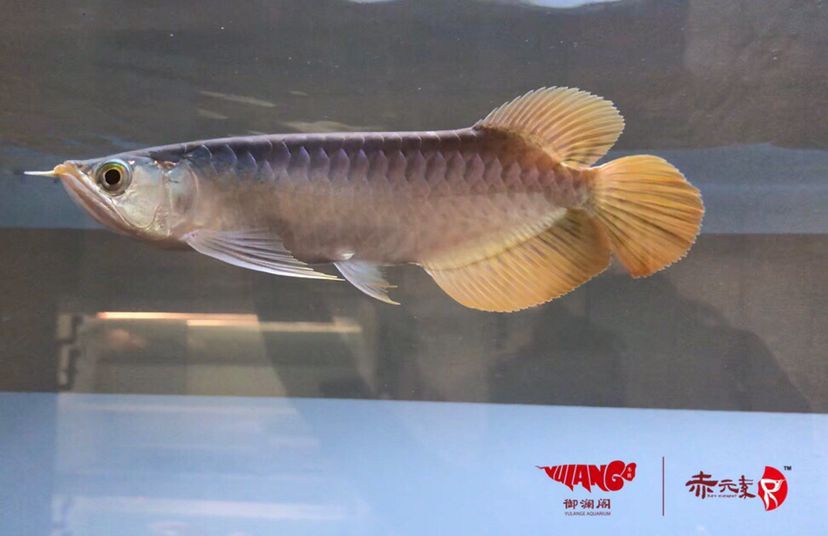 赤元素珍品小紅龍 赤元素珍品小紅龍 赤元素 第2張