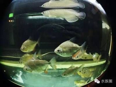 剛買回來的觀賞魚可以喂食嗎（剛買回來的觀賞魚喂食技巧大揭秘正確的喂食技巧大揭秘） 剛買回來的觀賞魚可以喂食嗎（剛買回來的觀賞魚喂食技巧大揭秘正確的喂食技巧大揭秘） 仟湖 第2張