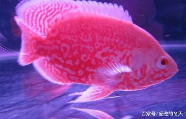 鄭州龍魚市場最便宜的地方：鄭州龍魚市場，水族雅韻中的繁華天地