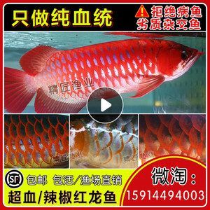 喂個仟湖G2龍魚圈 仟湖 第1張 喂個仟湖G2龍魚圈 喂個仟湖G2龍魚圈 仟湖 第1張