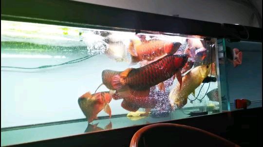 喂個仟湖G2龍魚圈 喂個仟湖G2龍魚圈 仟湖 第2張