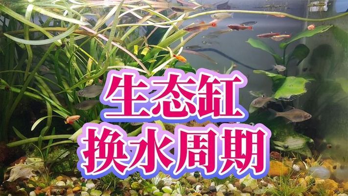 黃石港區水一方水族店（黃石在水一方娛樂會所）