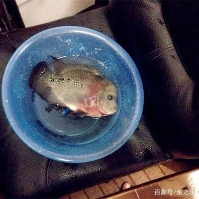 魟魚容易繁殖嗎為什么不能養：魟魚容易繁殖嗎