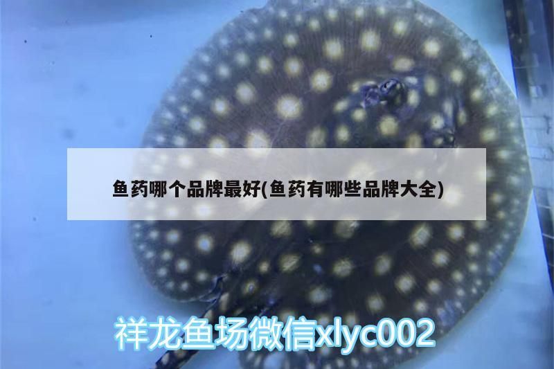 魚藥哪個品牌最好(魚藥有哪些品牌大全)