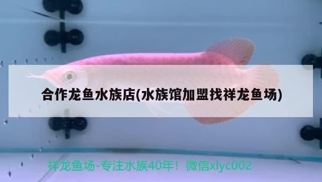合作龍魚水族店(水族館加盟找祥龍魚場)