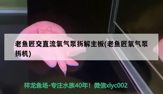 老魚匠交直流氧氣泵拆解主板(老魚匠氧氣泵拆機(jī))